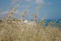 Hafer im Wind