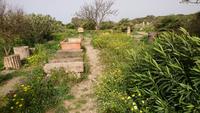 Im Archeologischen Komplex von Selinunte