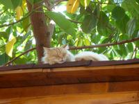 Katze
