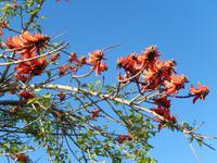 Korallenbaum