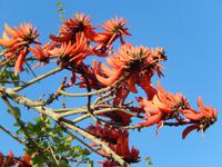 Korallenbaum