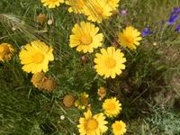 Kronenwucherblumen färben alles Gelb