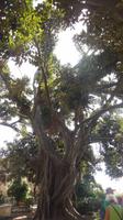 Magnolien-Baum