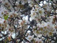 Mandelblüte