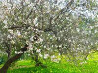 Mandelblüte