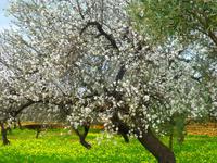 Mandelblüte