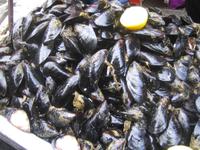 Miesmuscheln