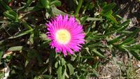 Mittagsblume auf Vulkano