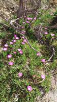 Mittagsblumen auf Vulkano