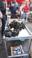Muscheln und Seeigel