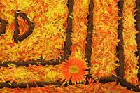 Noto - Blumenfest