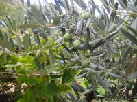 Olivenbaum in Gelso 
