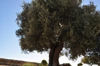 Olivenbaum
