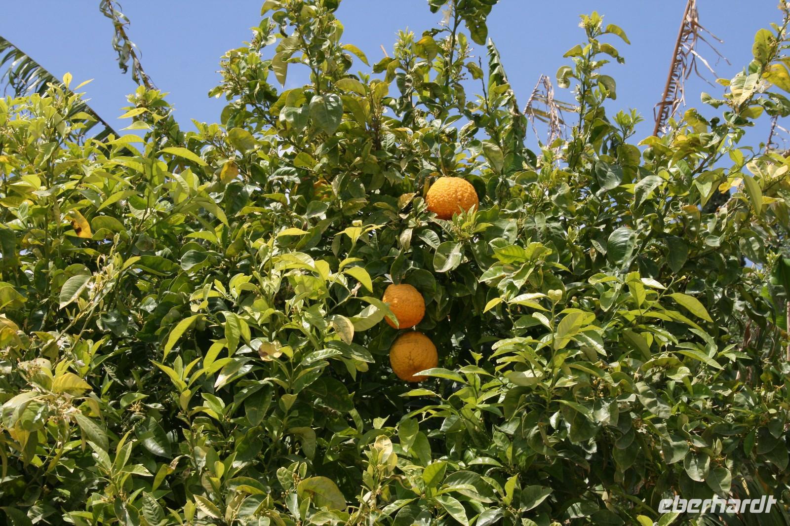 Orangen am Baum