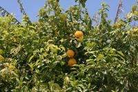 Orangen am Baum