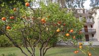 Orangen im Hotelgarten