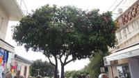 Orangenbaum in der Stadt