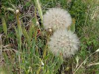 Pusteblumen