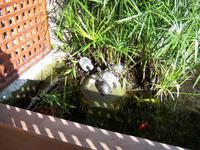 Schildkröten im Hotelbrunnen