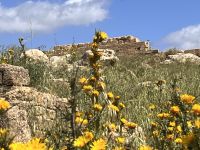 Selinunte (9)