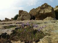 Selinunte