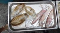 Tintenfische