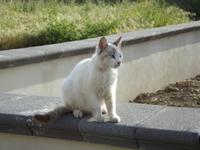 Wilde Katze