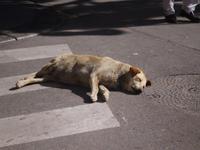 das war ein Tempel zuviel...