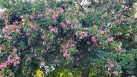 ein Kapokbaum in Palermo