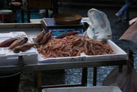frische Shrimps