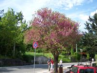 in voller Blüte