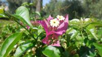 wunderschöne Blume in der Parkanlage in Taormina