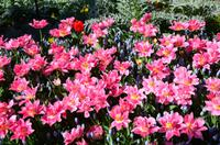 042 Meran, Garten und Schloss Trautmannsdorf