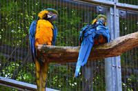 010 Meran, Garten und Schloss Trautmannsdorf