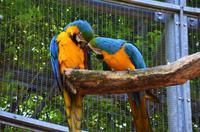 011 Meran, Garten und Schloss Trautmannsdorf