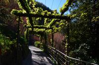 015 Meran, Garten und Schloss Trautmannsdorf