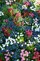 028 Meran, Garten und Schloss Trautmannsdorf