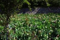 036 Meran, Garten und Schloss Trautmannsdorf