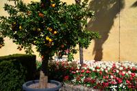 038 Meran, Garten und Schloss Trautmannsdorf