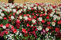 039 Meran, Garten und Schloss Trautmannsdorf