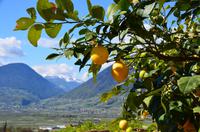 040 Meran, Garten und Schloss Trautmannsdorf