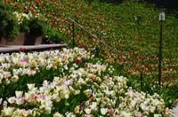 043 Meran, Garten und Schloss Trautmannsdorf