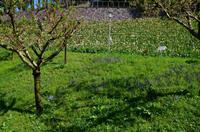 044 Meran, Garten und Schloss Trautmannsdorf