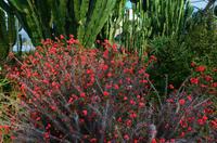 049 Meran, Garten und Schloss Trautmannsdorf