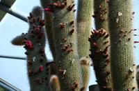 050 Meran, Garten und Schloss Trautmannsdorf