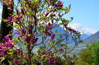 053 Meran, Garten und Schloss Trautmannsdorf