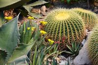 054 Meran, Garten und Schloss Trautmannsdorf