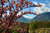 055 Meran, Garten und Schloss Trautmannsdorf