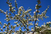 061 Meran, Garten und Schloss Trautmannsdorf