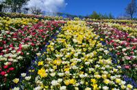 064 Meran, Garten und Schloss Trautmannsdorf